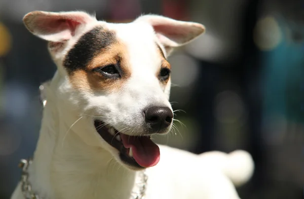 Portrait Jack Russell terrier — Photo