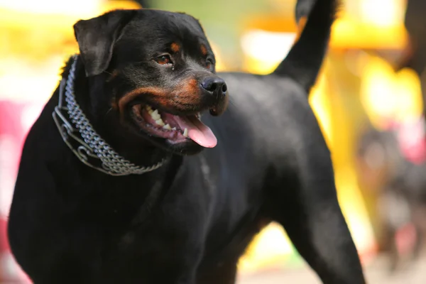 Deutsch Rottweiler perro guardián — Foto de Stock