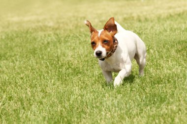çalışan jack russell terrier