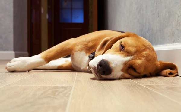 Slleeping pies gończy pies na podłodze drewno — Zdjęcie stockowe