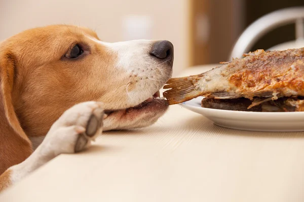 Собака попытаться украсть рыбы из таблицы — стоковое фото