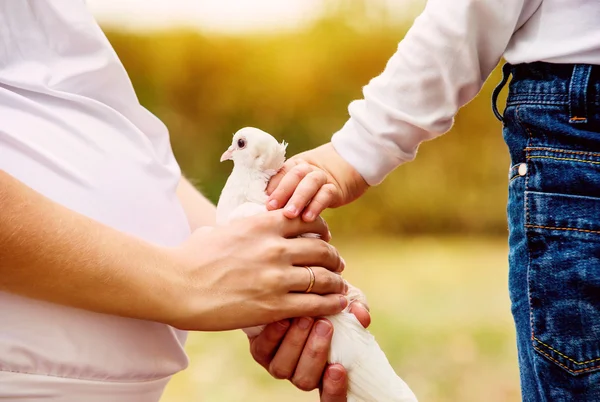 Mutter und Sohn Hände mit weiße Taube — Stockfoto