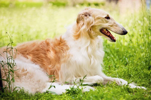 Krásný greyhound v trávě — Stock fotografie