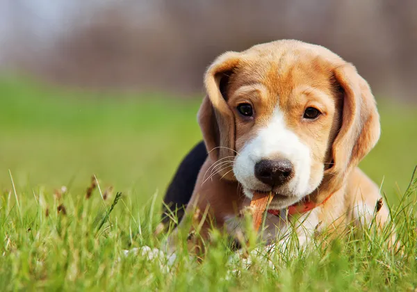 Otların arasında oynarken sevimli küçük beagle köpek yavrusu — Stok fotoğraf