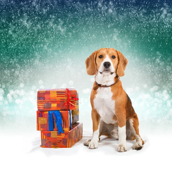 Jovem beagle com apresenta fundo de Natal — Fotografia de Stock