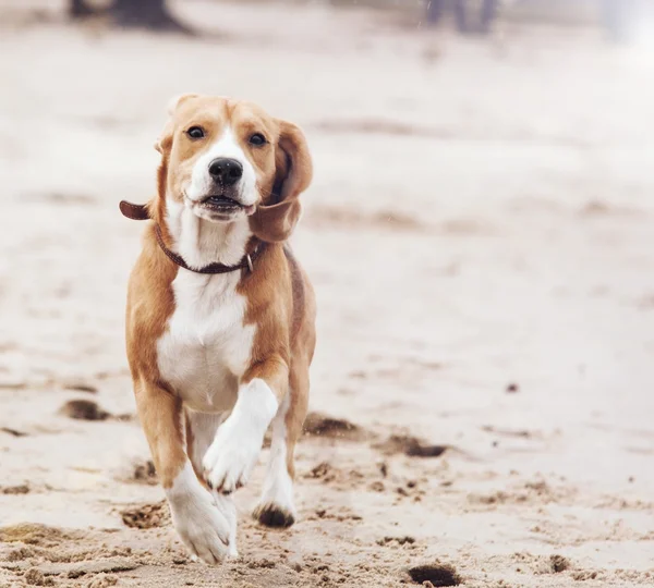 Mutlu çalışan köpek portre — Stok fotoğraf