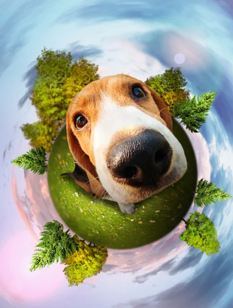 Beagle valp roliga porträtt — Stockfoto