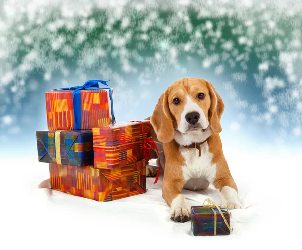 Jovem beagle com apresenta fundo de Natal — Fotografia de Stock