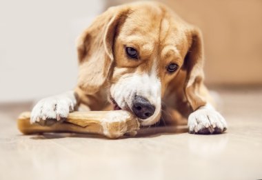 Genç beagle