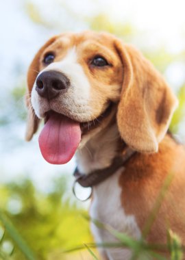 komik beagle köpek yavrusu