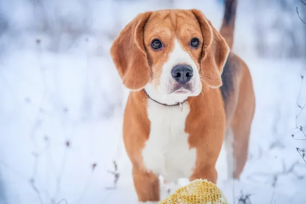 Şirin beagle kış portresi — Stok fotoğraf