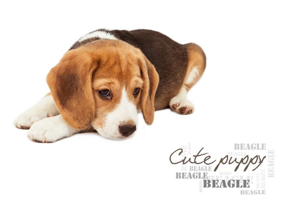 Triest beagle pup op wit — Stockfoto