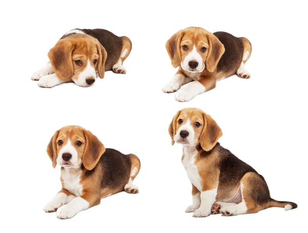 Schattig beagle pup — Stockfoto