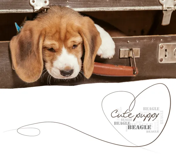 Pequeño perrito beagle — Foto de Stock