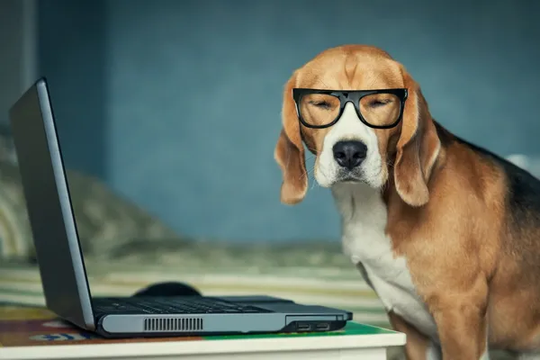 Cão em óculos — Fotografia de Stock