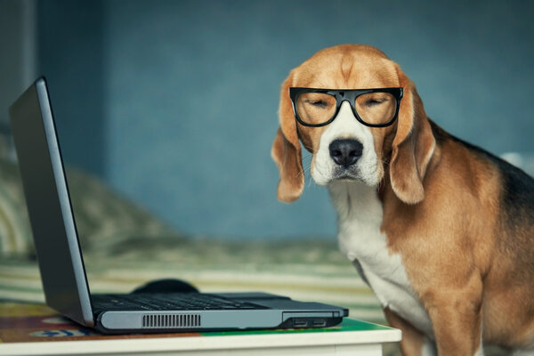 Dog in glasses