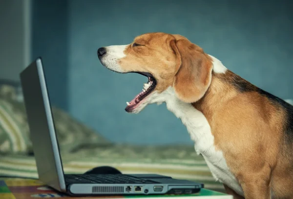 Haukotteleva koira — kuvapankkivalokuva