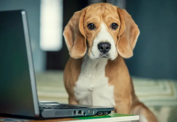 Beagle dog in with laptop — Stock Photo, Image