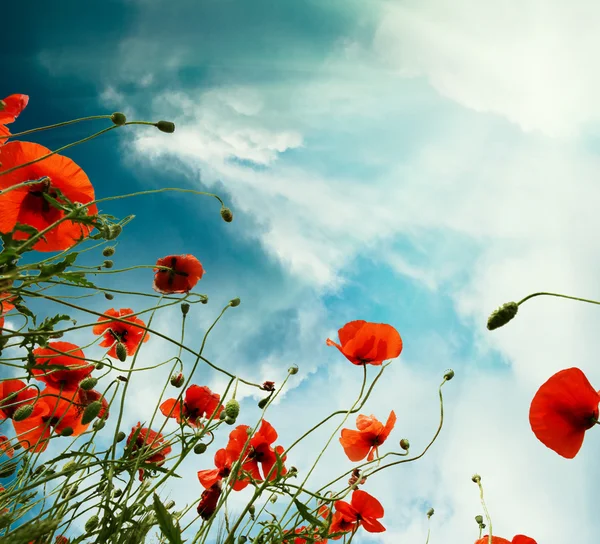 Sky background with red poppies flowers — Stock Photo, Image