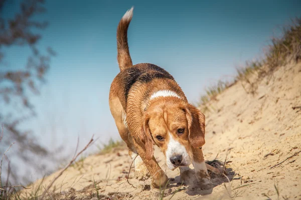 Beagle hund promenader — Stockfoto