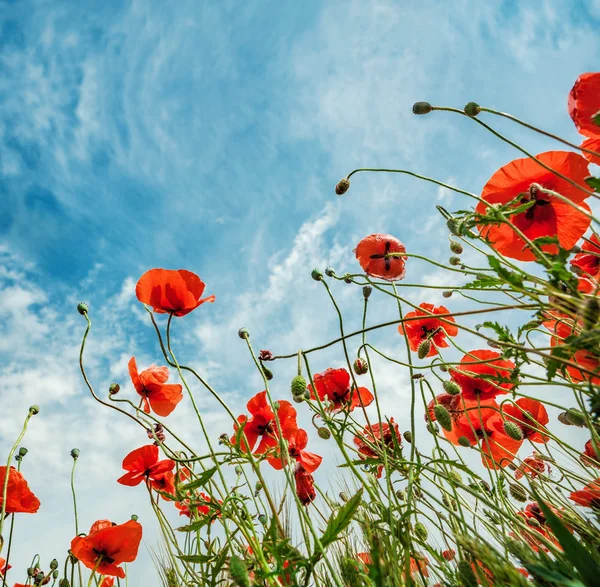 Blossom poppies flowers — Stock Photo, Image