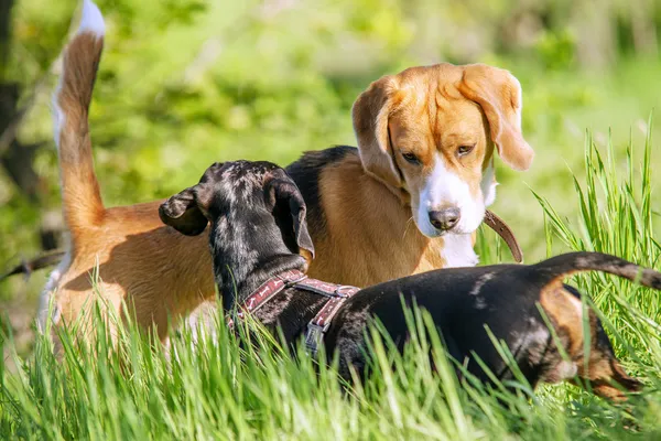 比格犬、 腊肠犬一起玩在草丛中 — 图库照片