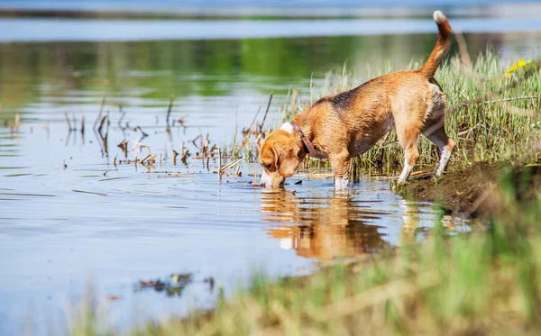 Beagle cão bebe água — Fotografia de Stock