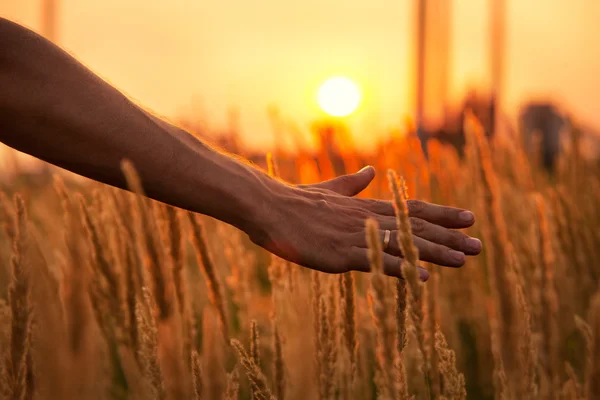 Człowiek ręka nad trawa żółty — Zdjęcie stockowe