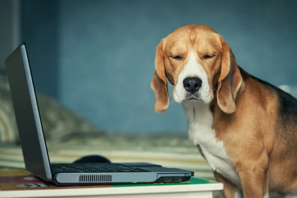 Laptop ile köpek — Stok fotoğraf