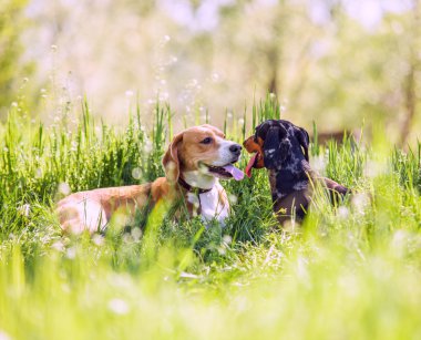 Beagle ve çim yalan dachshund