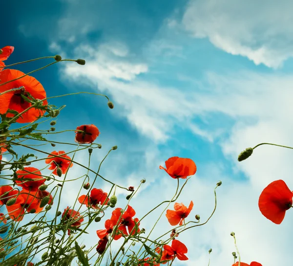 Sky background with red poppies flowers — Stock Photo, Image