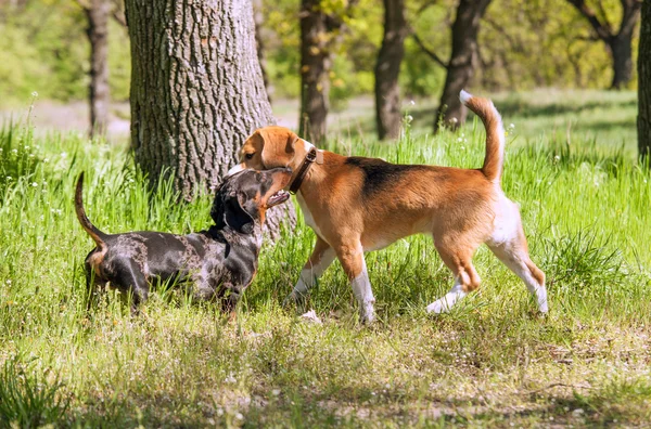 Das erste Treffen — Stockfoto