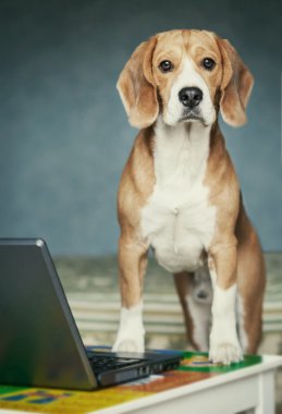 laptop yakınındaki meraklı beagle
