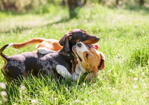 Perro salchicha y beagle —  Fotos de Stock