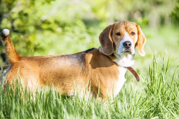 Rasechte beagle portret in groene gras — Stockfoto