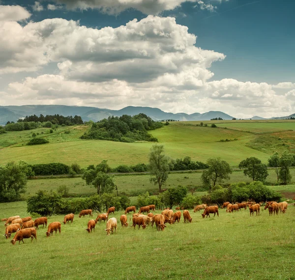 Rebaño de vacas rojas — Foto de Stock