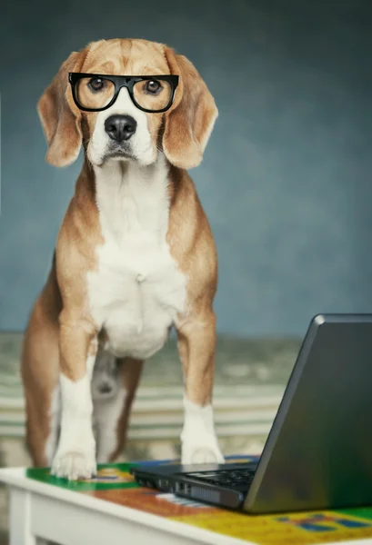Wścibski beagle w okularach w pobliżu laptopa — Zdjęcie stockowe
