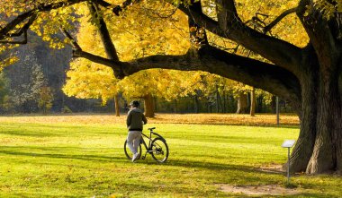 Genç bir çocuk sonbahar parkında büyük ıhlamur ağacının altında bisikletle yürüyor. Sonbahar sezonu veya insan aktiviteleri konsepti.