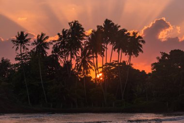 Güneşin doğuşu, egzotik ada manzarası. Pembe turuncu güneş ışınlarıyla kaplı palmiye ağaçları. Dewata plajı, Galle bölgesi. Sri Lanka.