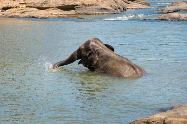 Ternero Elefante Joven Bañándose Agua Río Tomando Agua Tronco Regándose — Foto de Stock