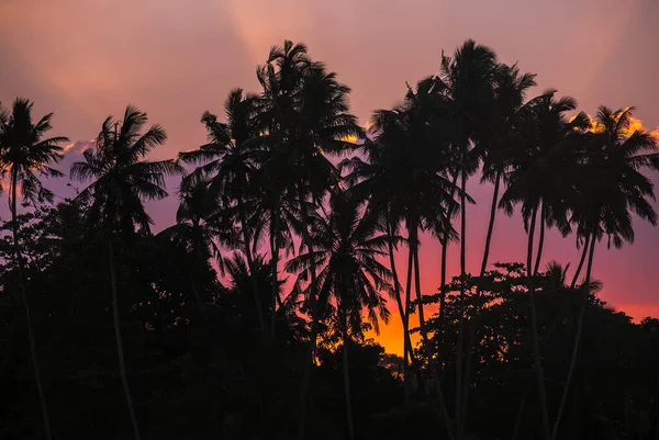 Живописный Экзотический Вид Остров Восходе Солнца Пальмы Покрытые Розово Оранжевыми — стоковое фото