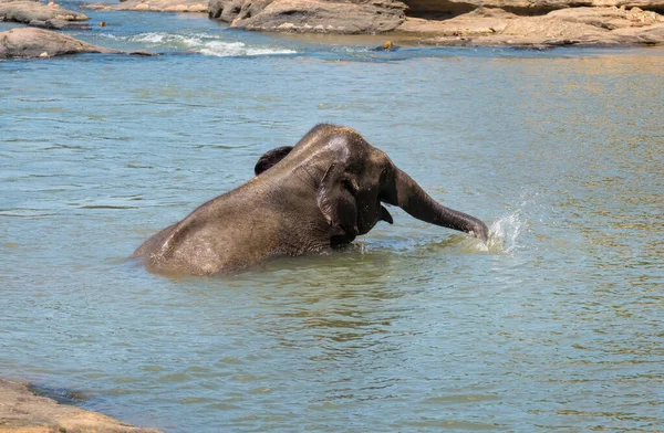 Ternero Elefante Joven Bañándose Agua Río Tomando Agua Tronco Regándose — Foto de Stock