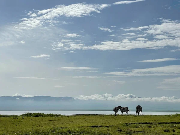 Paisaje Tanzano Con Cebra Grant Área Conservación Del Cráter Ngorongoro — Foto de Stock