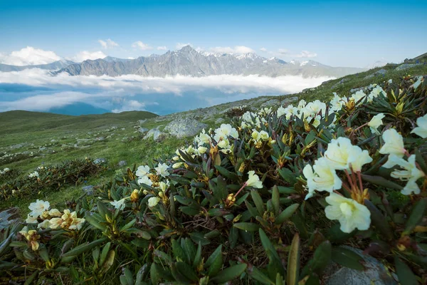 Větší Kavkazské Hory Pokryté Rozkvetlými Bílými Rododendrony Vrcholkem Mount Shani — Stock fotografie