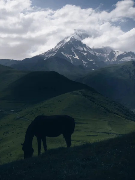 Gazing Horse Silhouette While Green Grass Hill Kazbek 5054M Mountain — Zdjęcie stockowe
