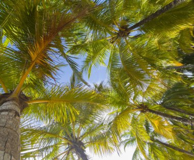 Hindistan cevizi palmiyelerinin altında dallar var. Yalancı insan POV egzotik tatil konsepti videosu.