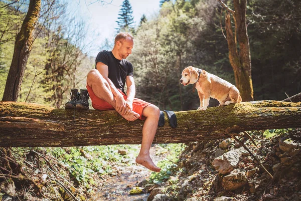 洗濯乾燥やトレッキングブーツを待っている間 中年の男は ビーグル犬と山の森のストリーム上の倒木のログに座っています ペットのコンセプトイメージで旅する — ストック写真