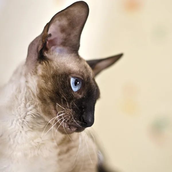 Cornish Rex