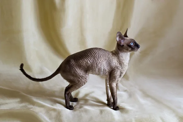 Cornish Rex kedisi
