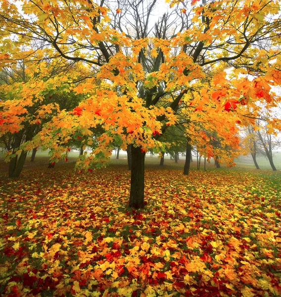 Světlé podzimní strom-1 — Stock fotografie